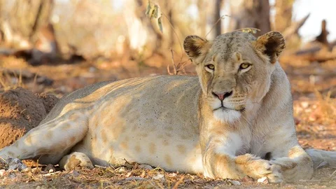 Lioness Looking Past Camera Stock Footage 70888081