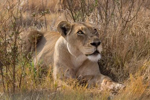 Lioness looking up Stock Photos