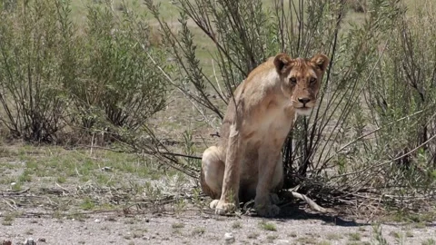 Lioness looking, slow motion Stock Footage 194659422