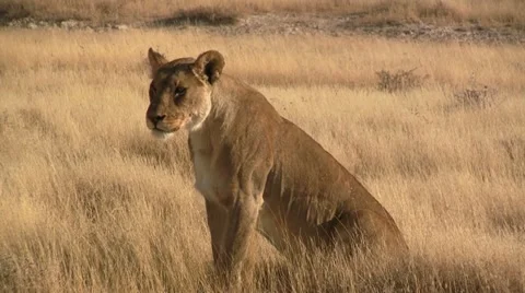 Lioness looking towards camera Stock Footage 11978303