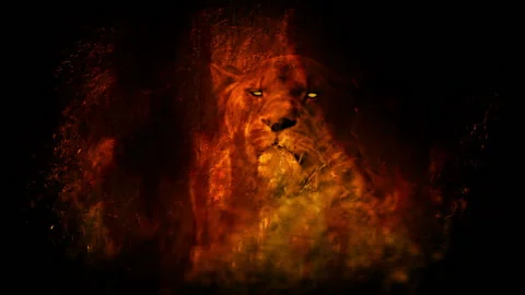 fire lioness