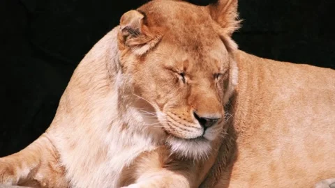 The lioness looks Stock Footage 88130318