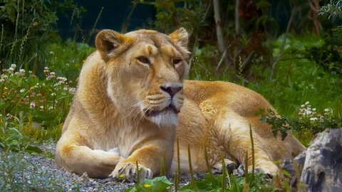 Lioness lying down and looking on Stock Footage 114605424