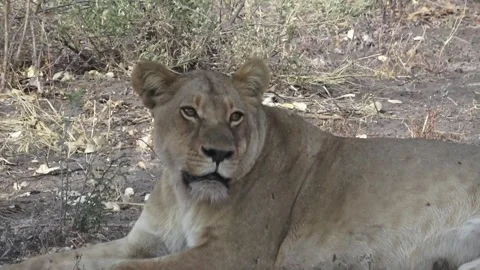 Lioness lying down close-up in Savuti Northern Stock Footage 319388454