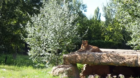 Lioness lying down next to a tree Stock Footage 66688373