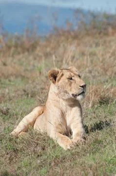 Lioness Lying Down Stock Photos