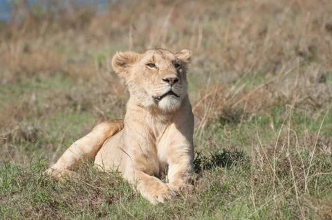 Lioness Lying Down Stock Photos