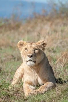 Lioness lying down while looking straight ahead at camera Stock Photos