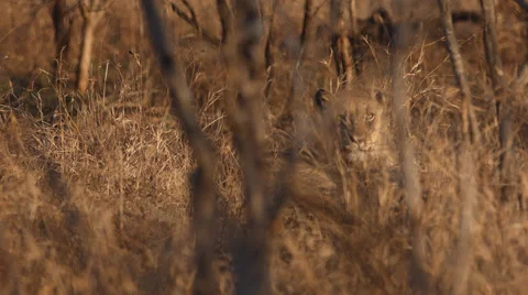 A Lioness lying in the grass Stock Footage 53257456