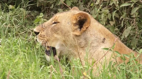 Lioness lying in the grass, Kenya Stock Footage 46962156