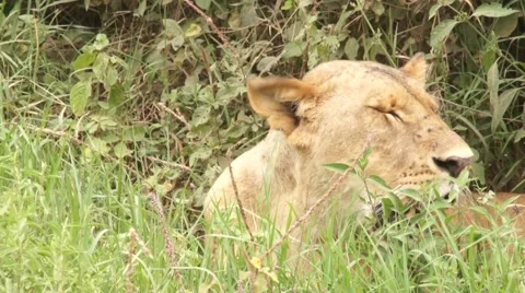 Lioness lying in the grass, Kenya Video stock 46962222