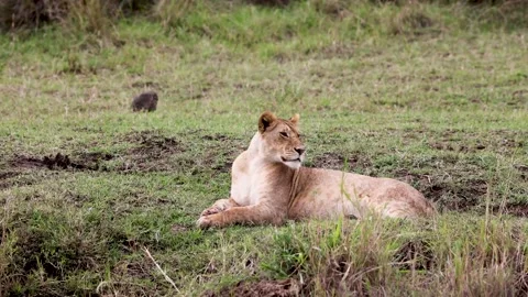 Lioness Lying in Grass Looking Around Stock Footage 164379074