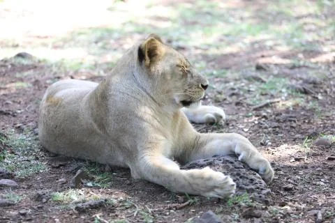Lioness is lying on the grass resting under a tree Stock Photos