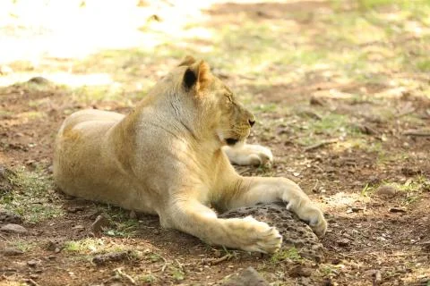 Lioness is lying on the grass resting under a tree Stock Photos