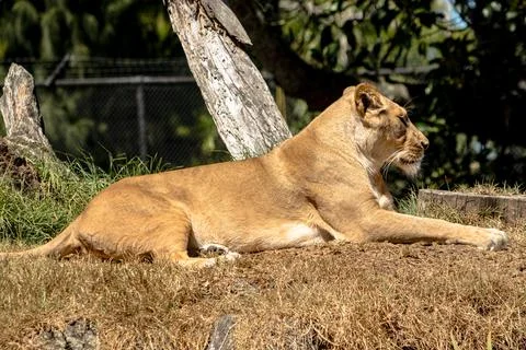 Lioness lying on grass in the sun Stock Photos