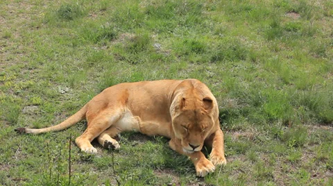 Lioness lying on the ground Stock Footage 39936013