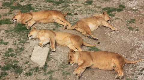 Lioness lying on the ground Vídeos de archivo 39975398