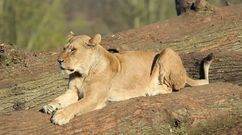 Lioness lying on a log Stock Footage 42186985