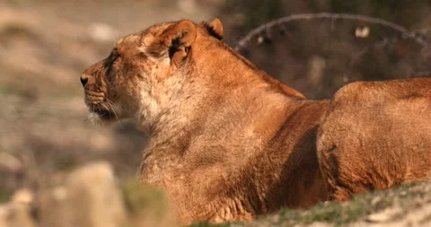 Lioness lying peacefully back to camera, slow motion 120 fps Stock Footage 251728619