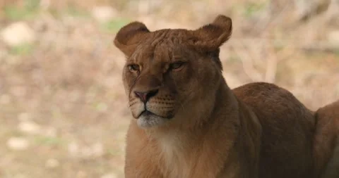 Lioness lying peacefully, looking around, wiggling its ears, slow motion 120 fps Stock Footage 251728104