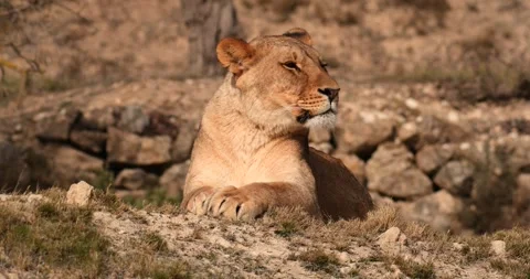 Lioness lying peacefully, looking around, turning its head, slow motion 120 fps Stock Footage 251728506