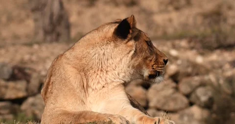 Lioness lying peacefully, looking around, close-up, slow motion 120 fps Stock Footage 251728552