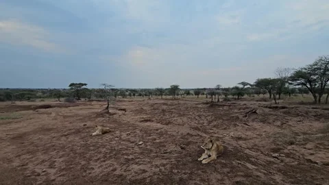 Lioness Lying on Red Eroded Ground, Serengeti, Tanzania 4K Stock Footage 313908876