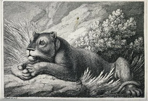 A lioness lying in some grass. Etching by W-S Howitt after himself. Stock Illustration
