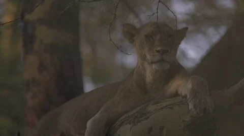 Lioness lying on a tree branch Stock Footage 33534820