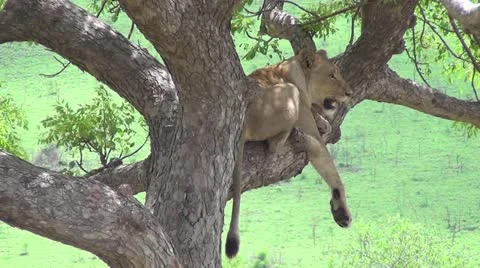 Lioness lying in a tree Stock Footage 11149122