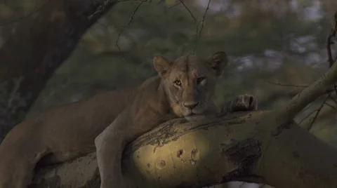 Lioness lying in a tree Stock Footage 33534620