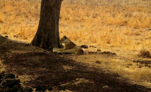 Lioness lying under a tree Stock Photos