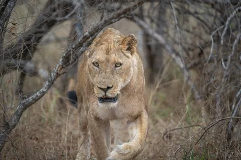 Lioness on the march Stock Photos