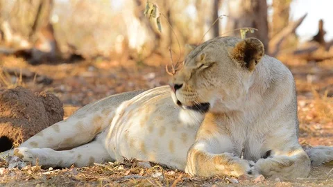 Lioness Moves Head - Almost Shake Stock Footage 70888465