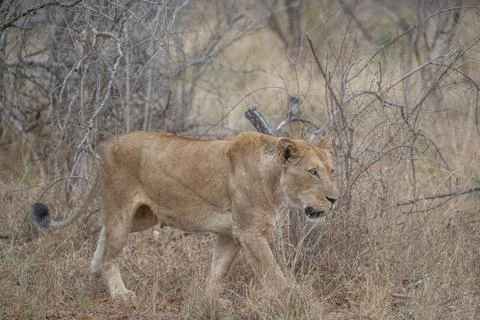 Lioness - moving on Stock Photos