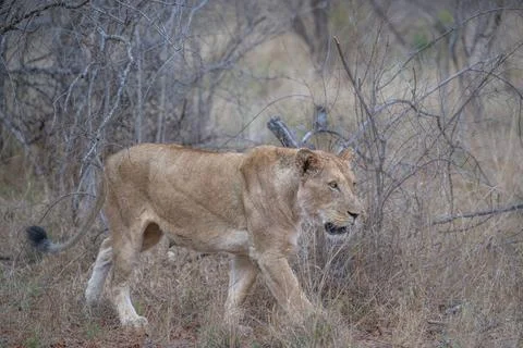 Lioness - moving on Stock Photos