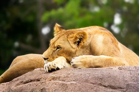 Lioness napping on a Boulder Stock Photos