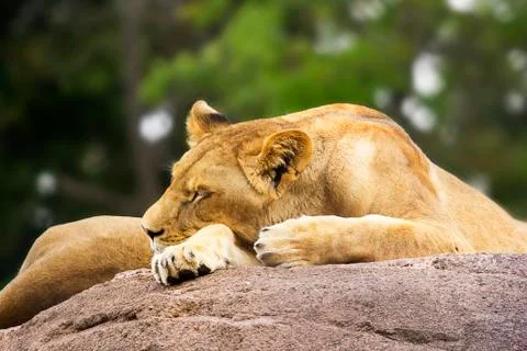 Lioness napping on a Boulder Stock Photos