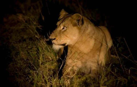 Lioness at night Stock Photos