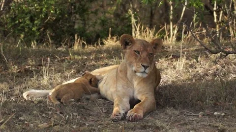 Lioness With Nursing Cub Video stock 71155463