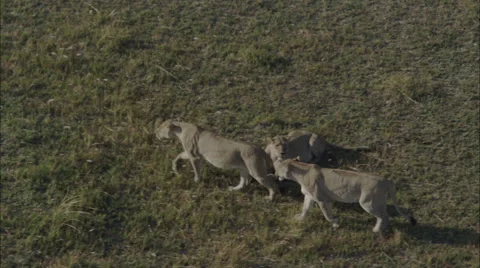 Lioness Pack Roaming Stock Footage 44694041