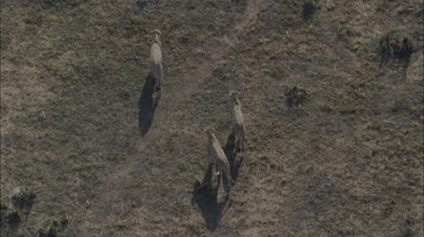 Lioness Pack Roaming Stock Footage 44694126