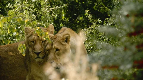 Lioness pair looking through leaves while one salivates Stock Footage 162507887