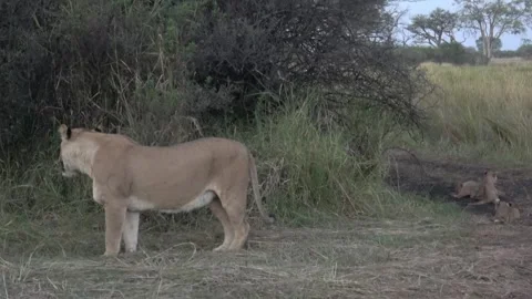 Lioness pauses by den area while cubs play hard nearby — evening light Part 2 Stock Footage 322057810