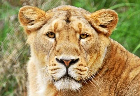Lioness Stock Photos