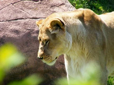 Lioness Foto stock