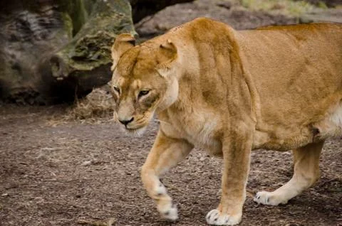 Lioness Stock Photos