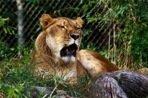 Lioness Stock Photos