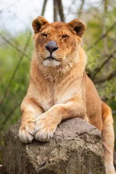 Lioness Stock Photos