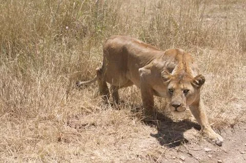 Lioness 写真素材
